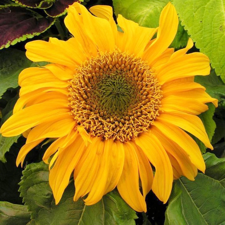 Sunflower Seeds (Dwarf) - Yellow Pygmy - Ounce, Eden Brothers