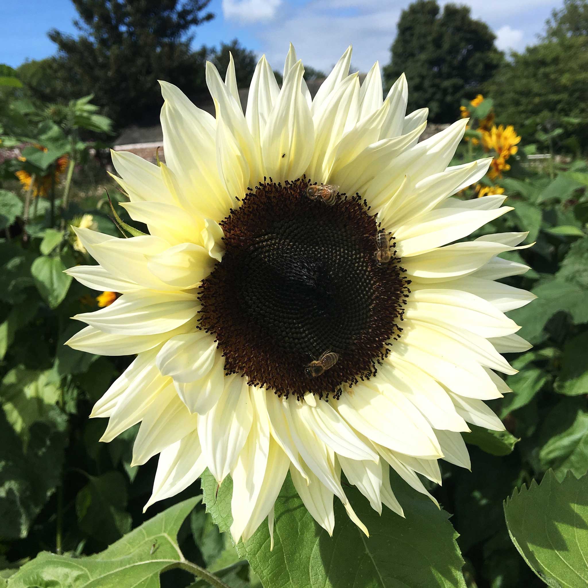 White sunflowers store