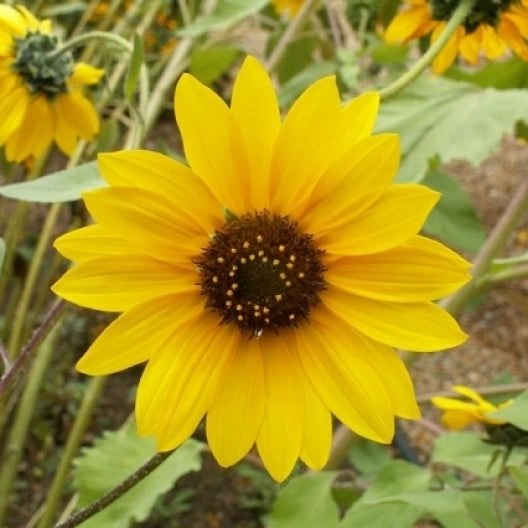 http://www.edenbrothers.com/cdn/shop/products/sunflower-wild-1.jpg?v=1653501402