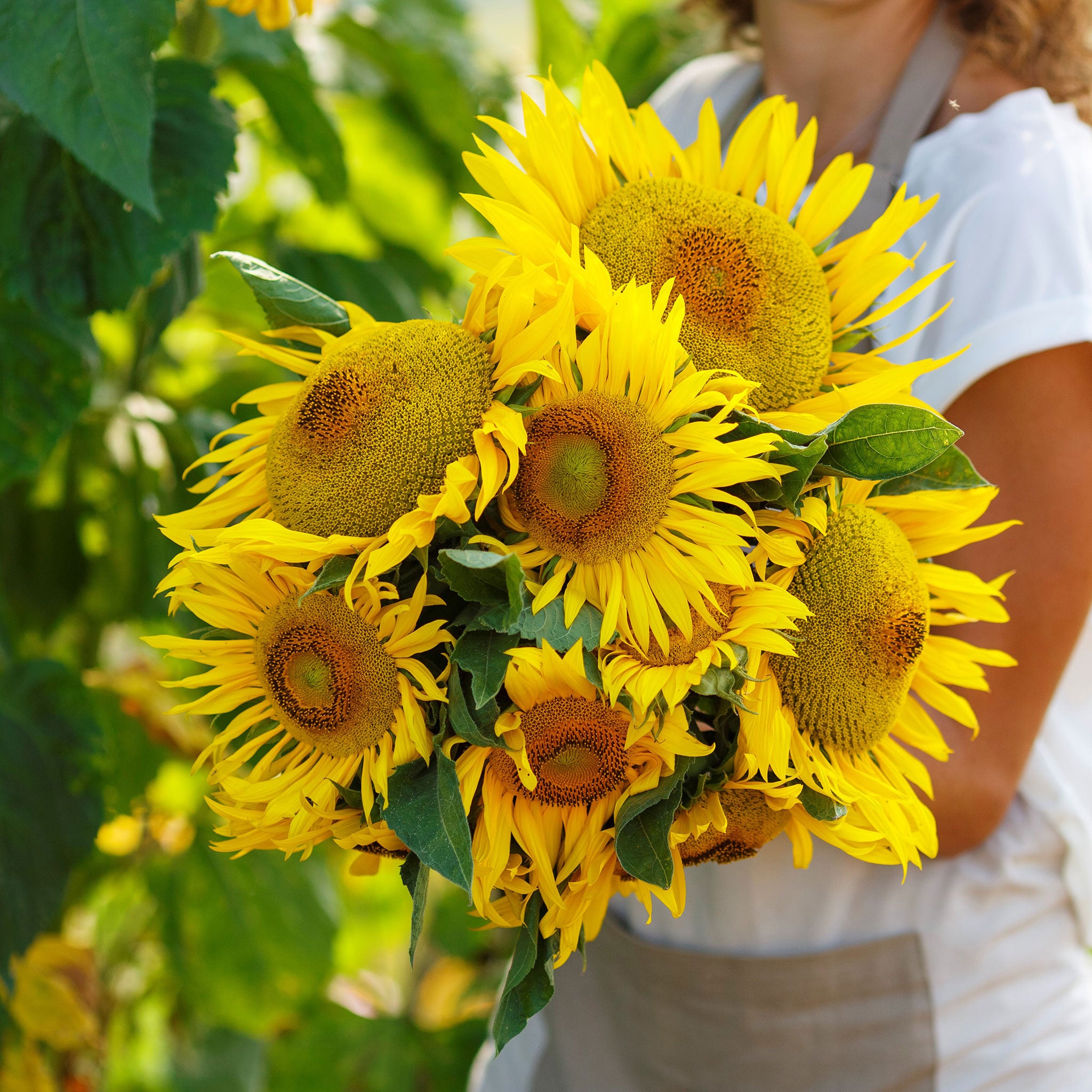 Sunflower Seeds - Taiyo - 1/4 Pound, Yellow, Eden Brothers