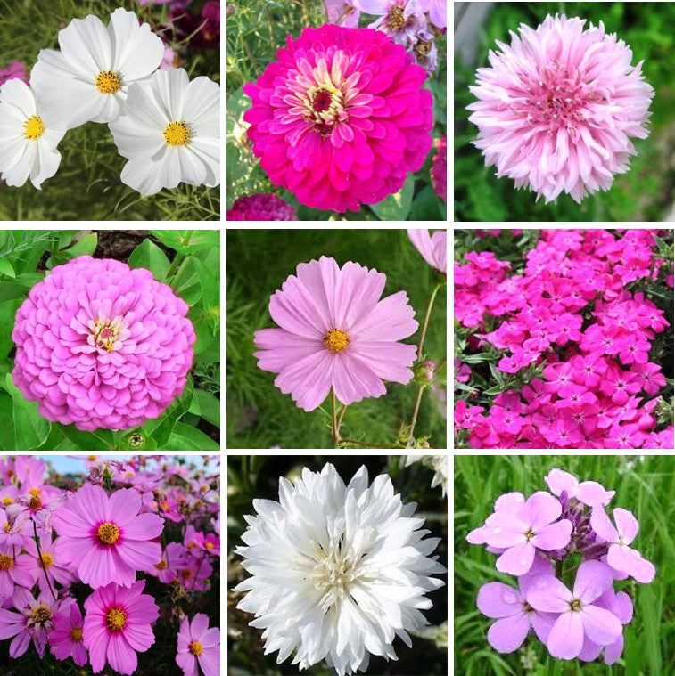 Tickled Pink - Pink Flower Seed Mix - 5 Pounds, Mixed, Wildflower Seeds, Eden Brothers