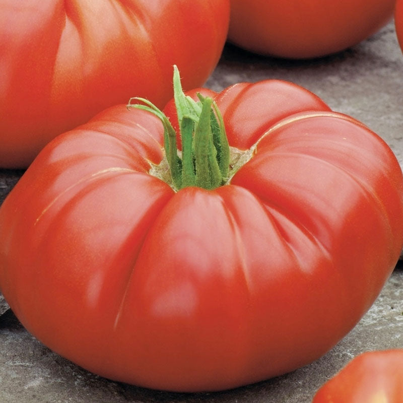 Organic Beefsteak Tomato Seeds — San Diego Seed Company