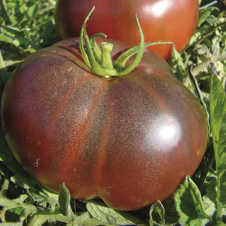 Tomato Seeds - Black Krim  Vegetable Seeds in Packets & Bulk