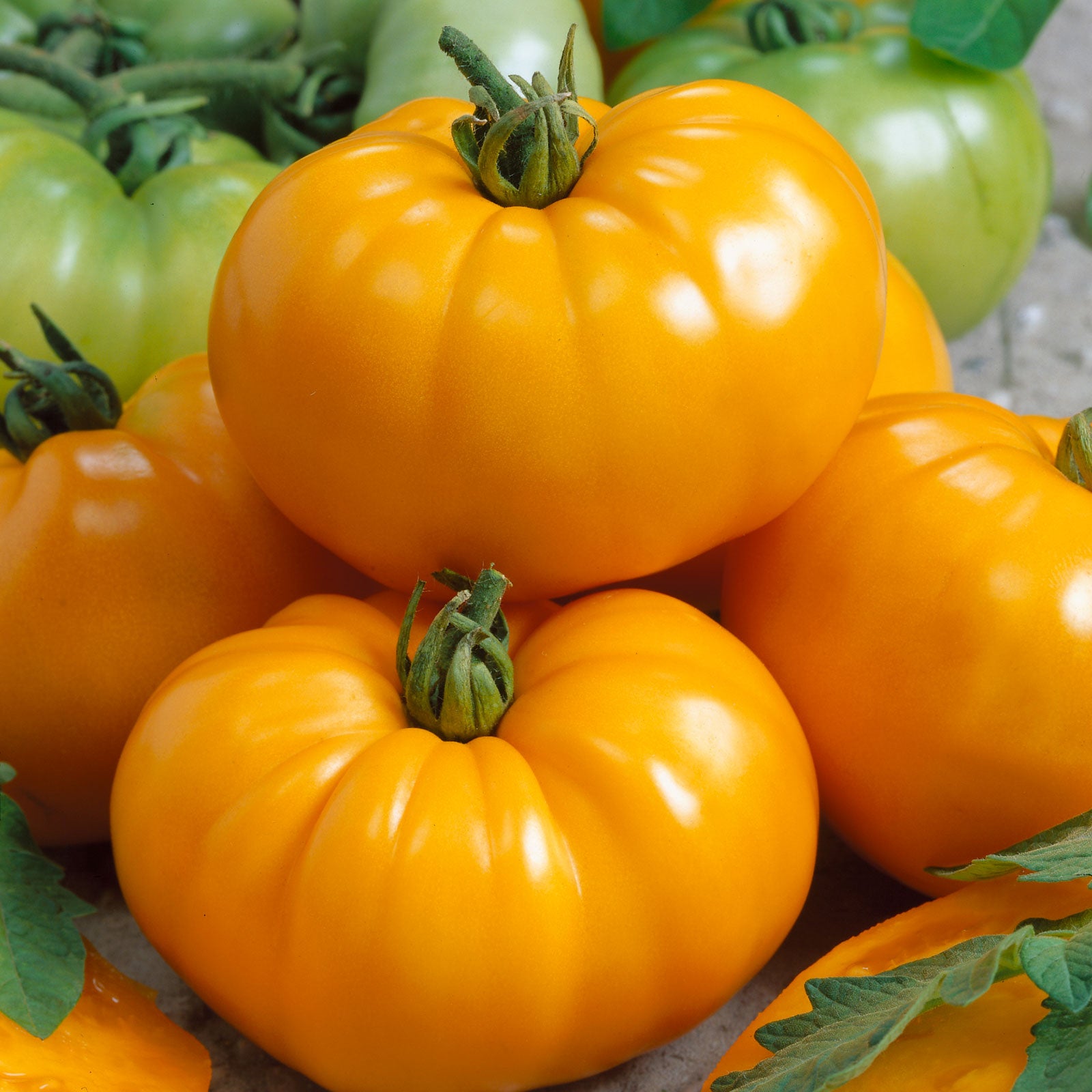 Chef's Choice Orange Hybrid Tomato
