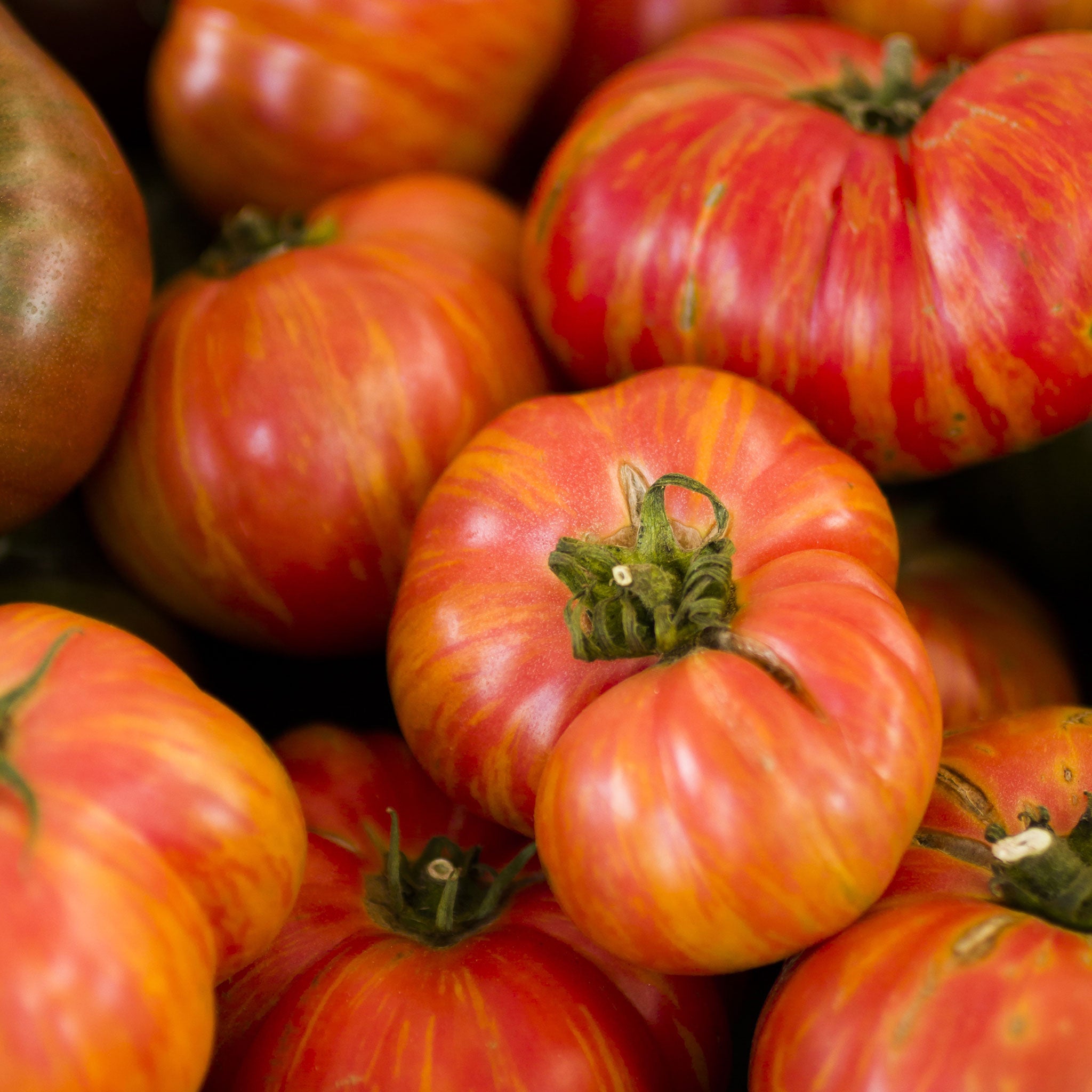 Organic Rainbow Slicer Tomato Collection