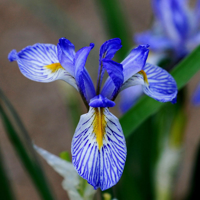 Wild Blue Iris Seeds, Flower Seeds in Packets & Bulk