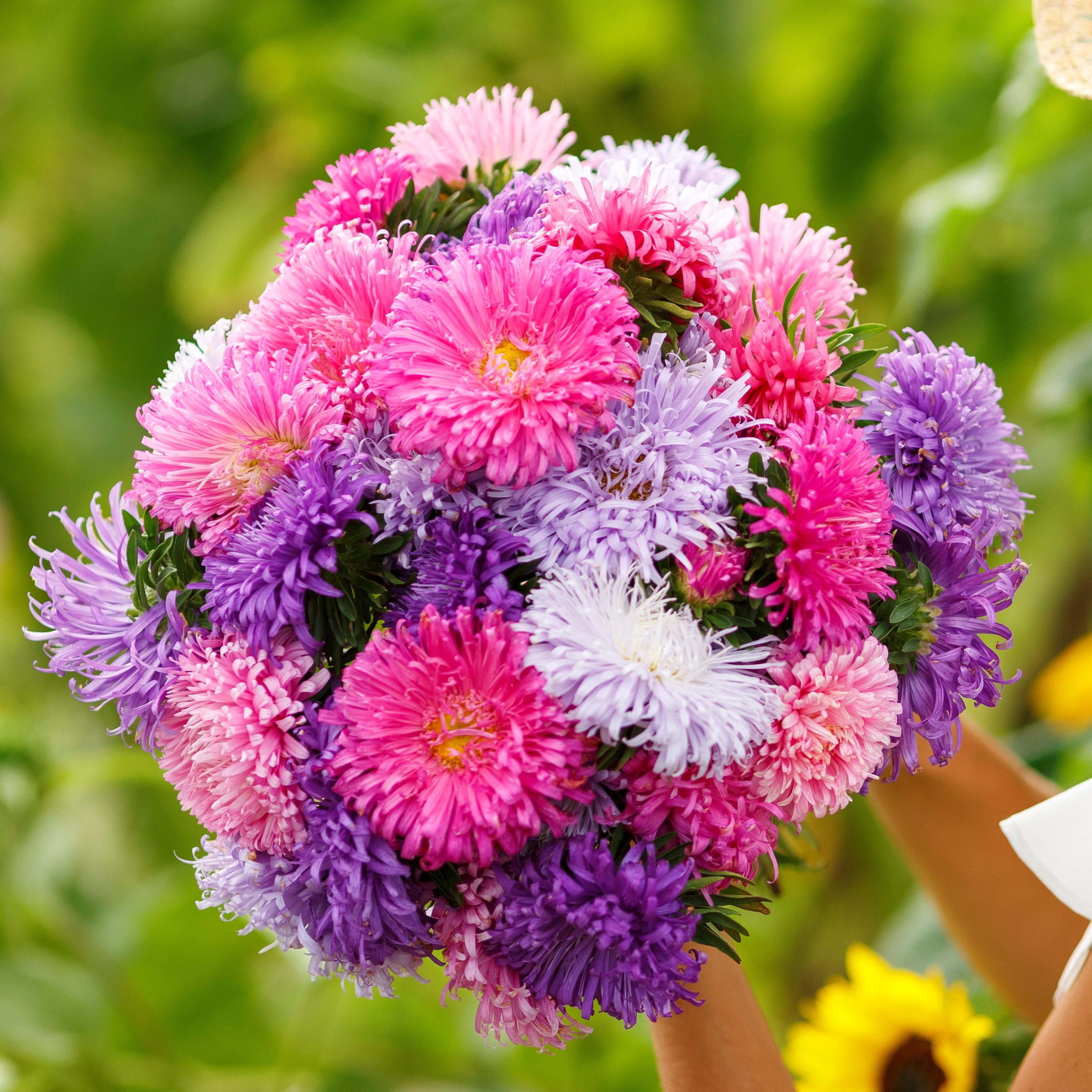 Aster Seeds (Heirloom) | Shop 1 Varieties | Eden Brothers