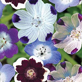 Nemophila Seeds | Shop 3 Varieties | Eden Brothers