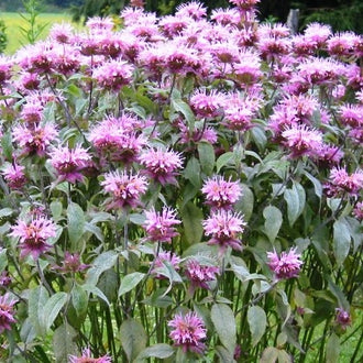 Swamp Milkweed Seeds - Carmine | Flower Seeds in Packets & Bulk | Eden ...