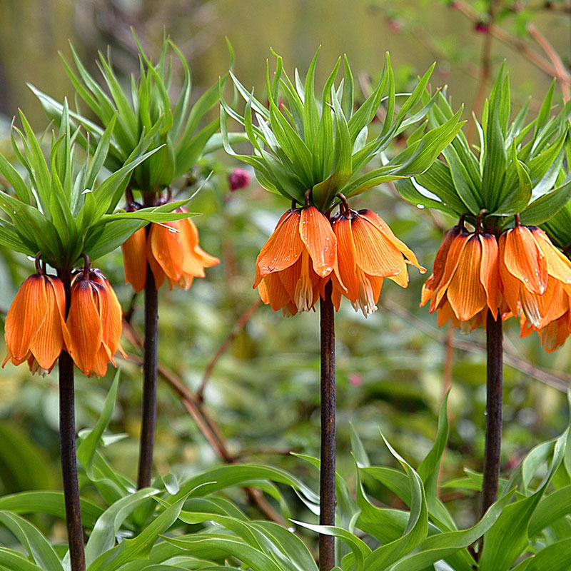 Perennial flower online bulbs