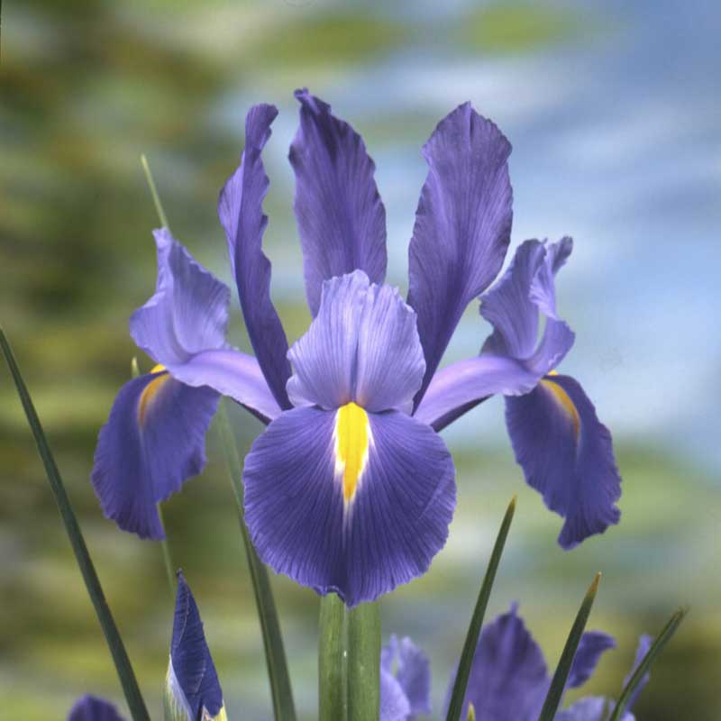 Dutch Iris Bulbs – Eden Brothers