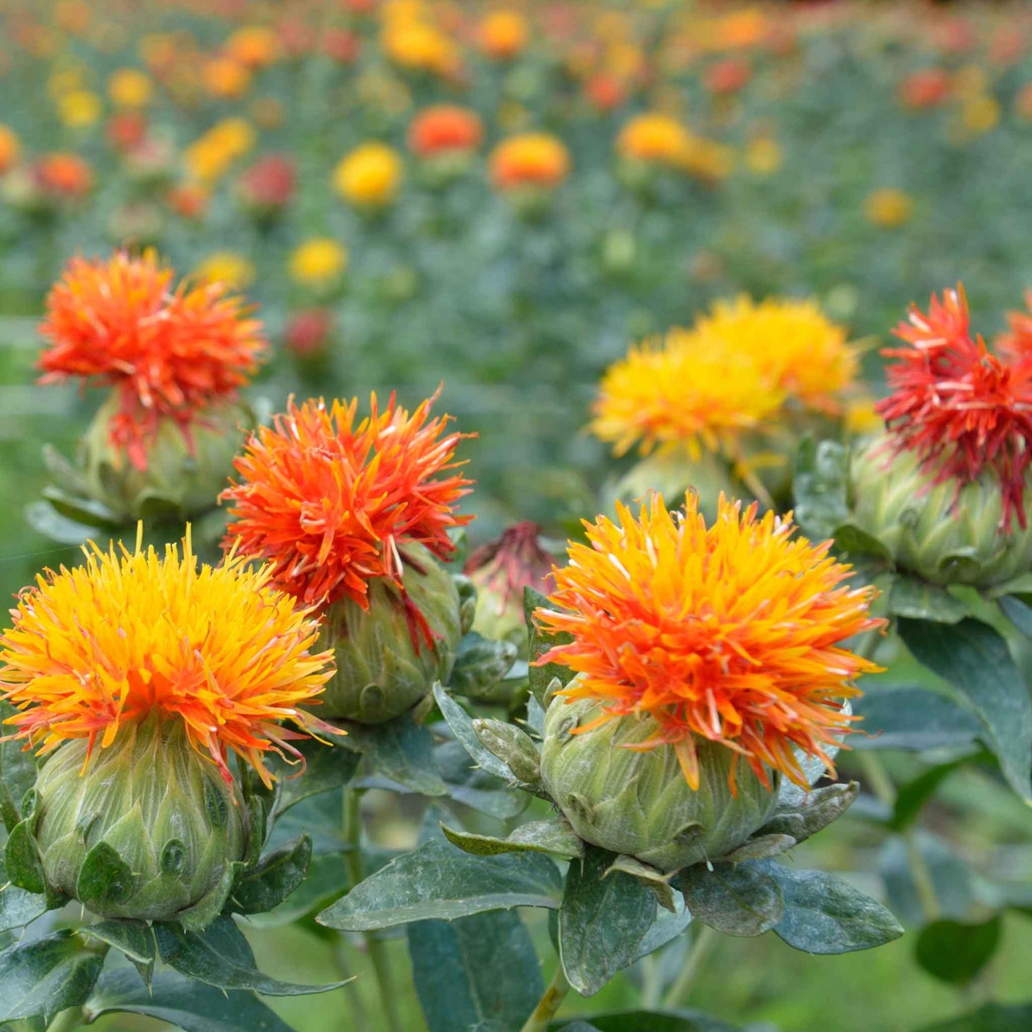 Safflower Seeds