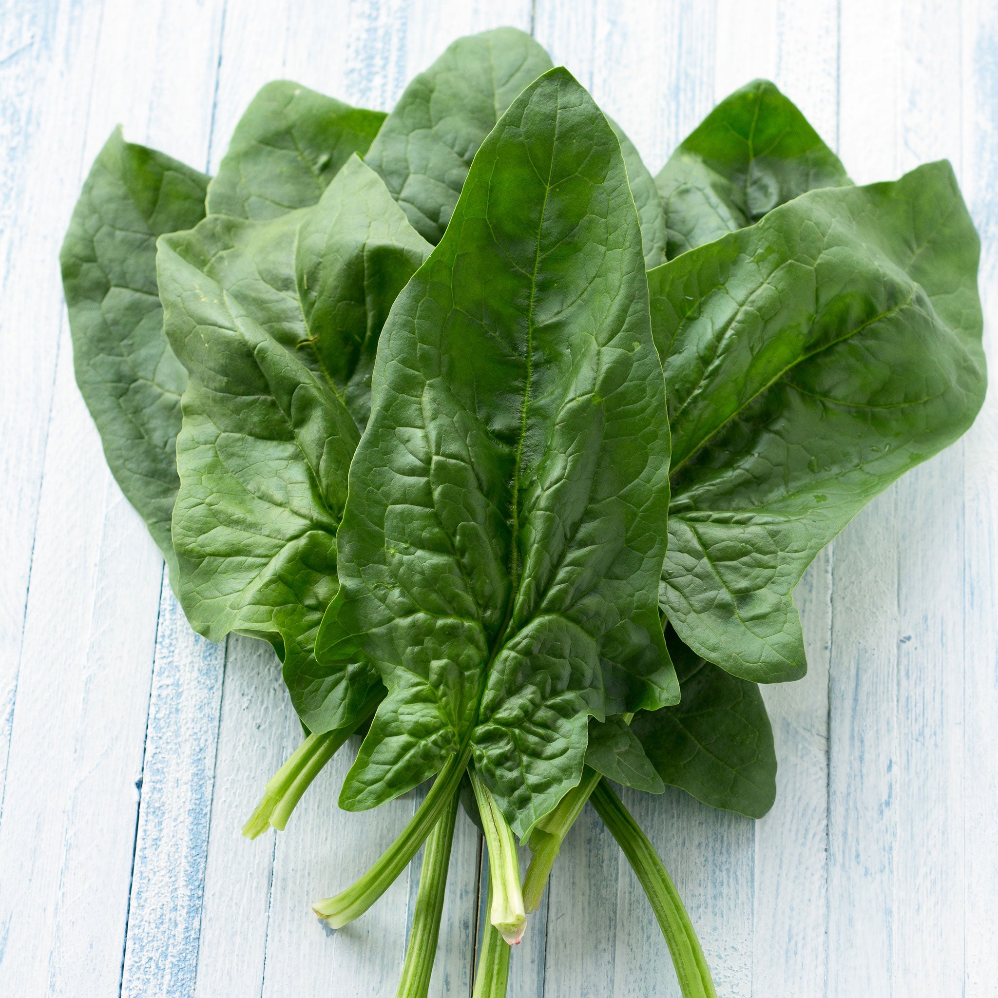 Organic Spinach Seeds | Shop 1 Varieties | Eden Brothers