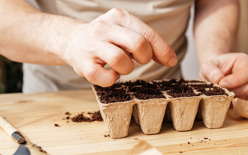 Planting Seeds Indoors