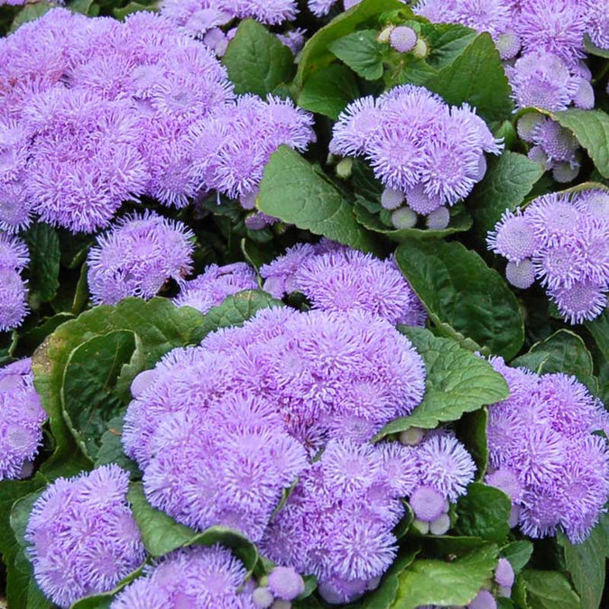 ageratum aloha blue