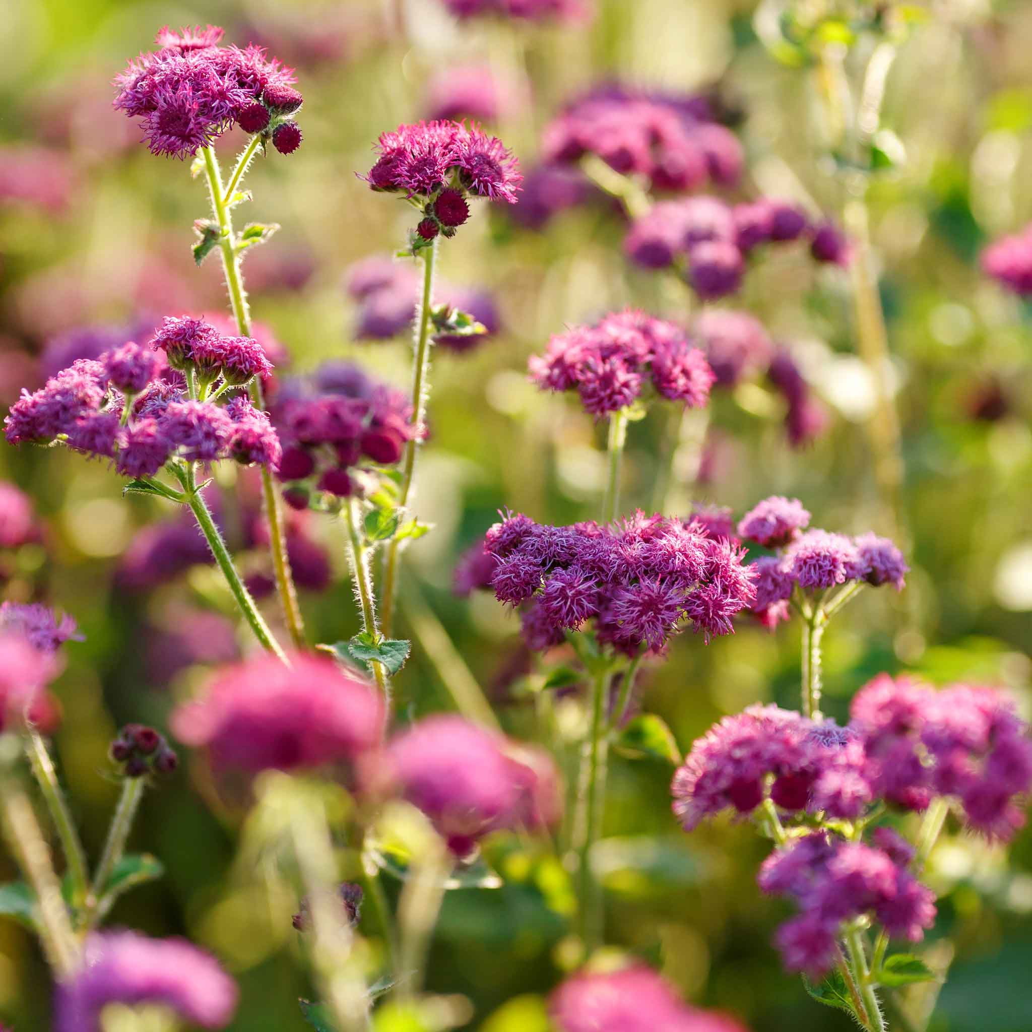 Ageratum Seeds - Red Flint | Flower Seeds in Packets & Bulk | Eden Brothers