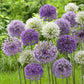 allium all in one mix