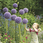 allium giganteum