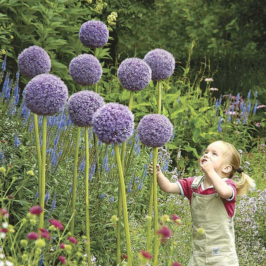 allium giganteum