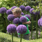 allium gladiator