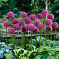 allium globemaster