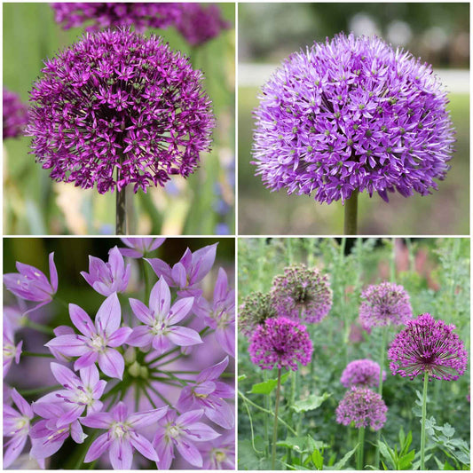 allium graceful mix