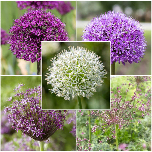 allium long lasting