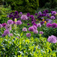 allium long lasting mix