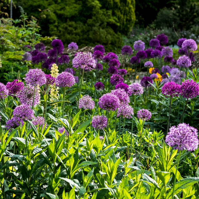 allium long lasting mix