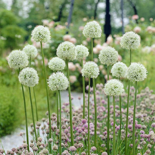 allium mont blanc