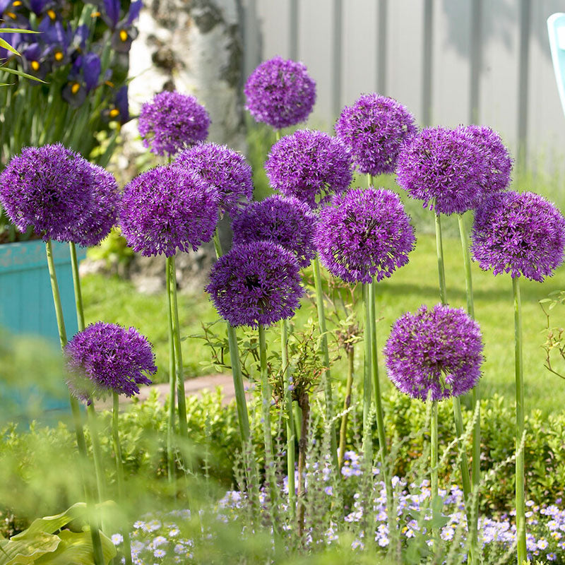 allium purple sensation