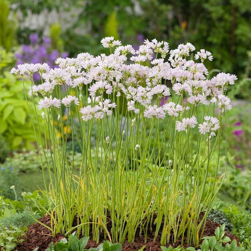 allium roseum | copyright: Floramedia UK Ltd