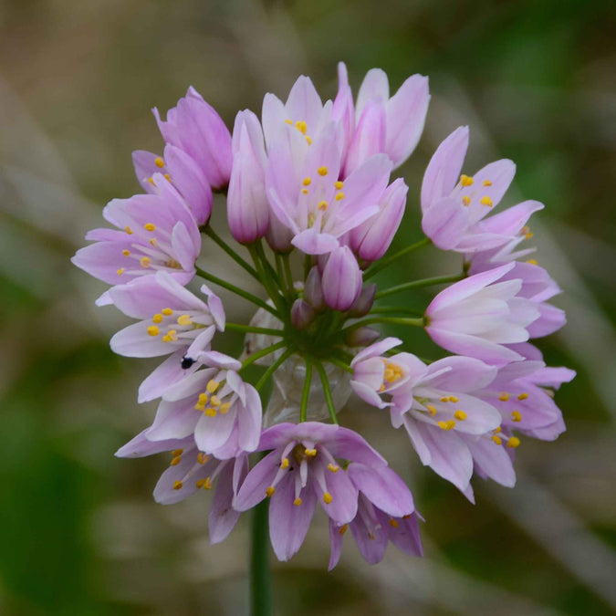 allium roseum