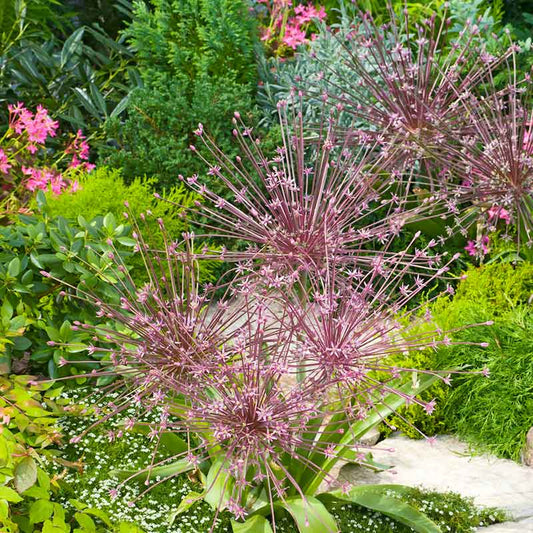 allium schubertii | copyright: Floramedia UK Ltd