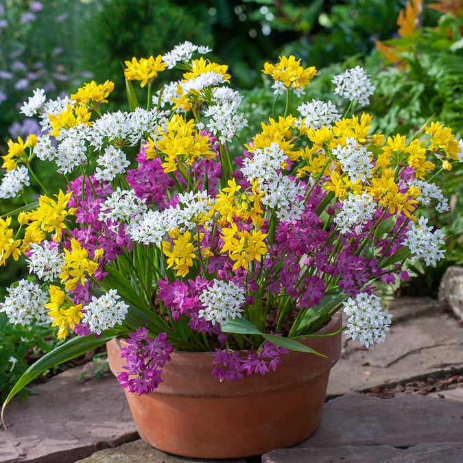 allium small flowering mix | copyright: Floramedia UK Ltd