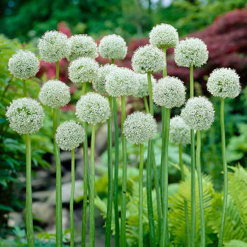 allium white giant