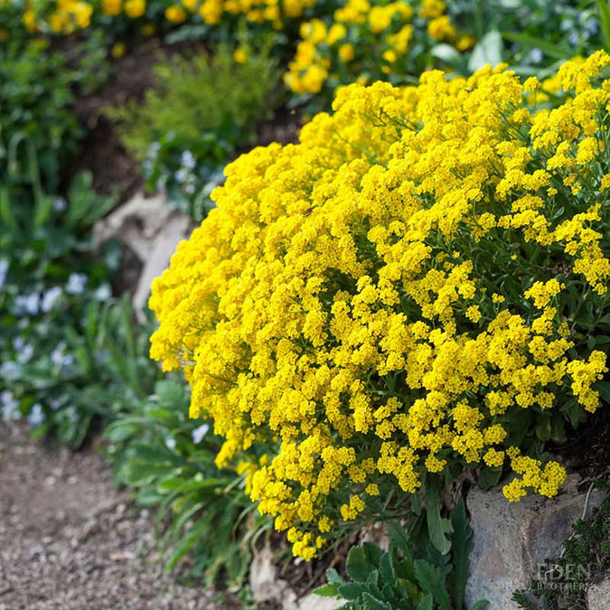 alyssum basket of gold