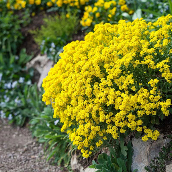 Alyssum Comp Gold Dust