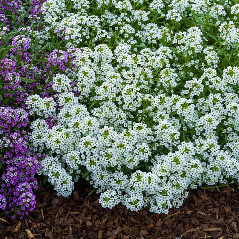 alyssum carpet of snow | copyright: Floramedia UK Ltd