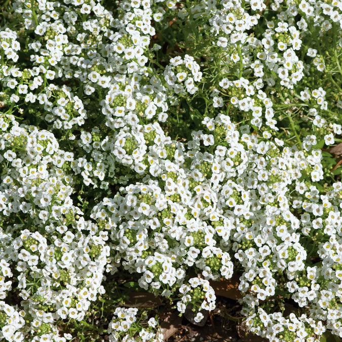 alyssum carpet of snow