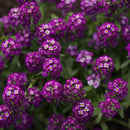 Alyssum Seeds - Oriental Nights | Flower Seeds in Packets & Bulk | Eden ...