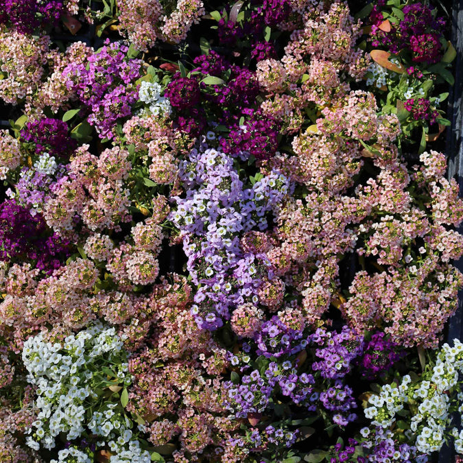 alyssum paletta mix