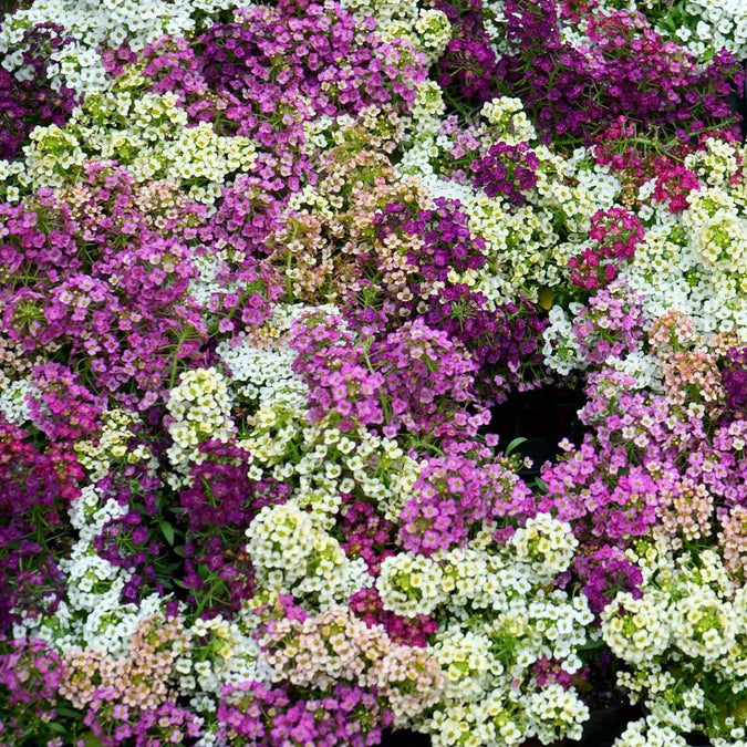 alyssum paletta mix