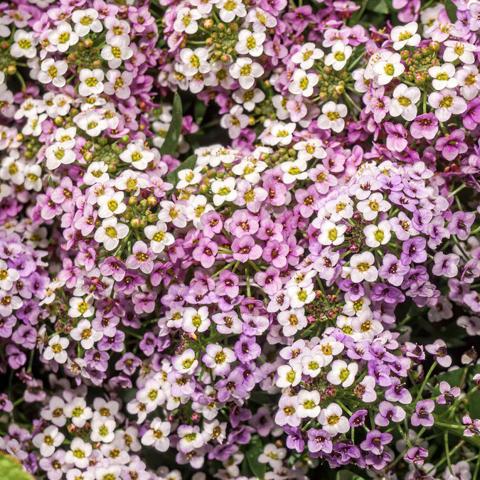 alyssum royal carpet