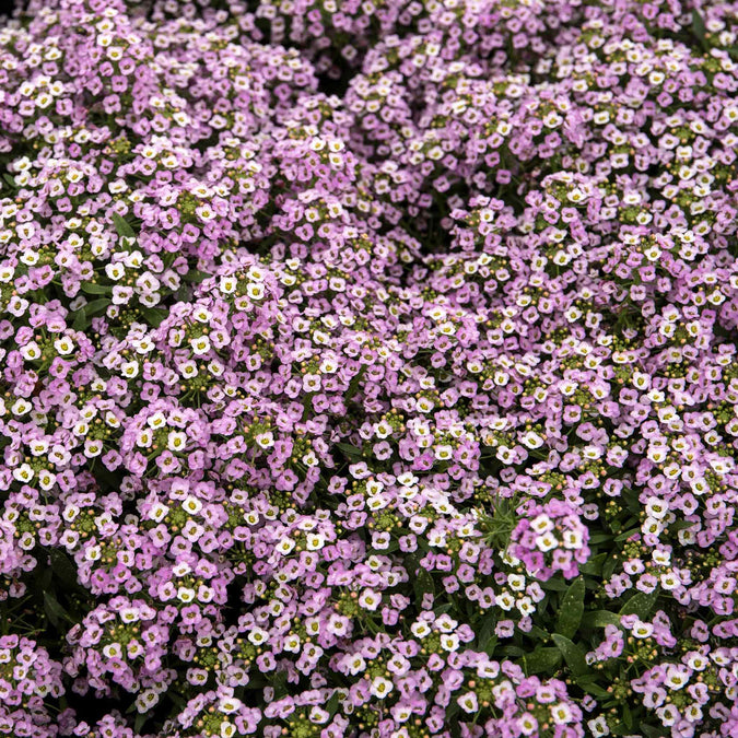 alyssum royal carpet