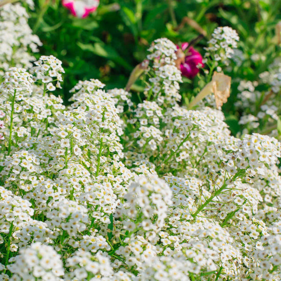 Sweet Alyssum Seeds - Tall White | Flower Seeds in Packets & Bulk ...