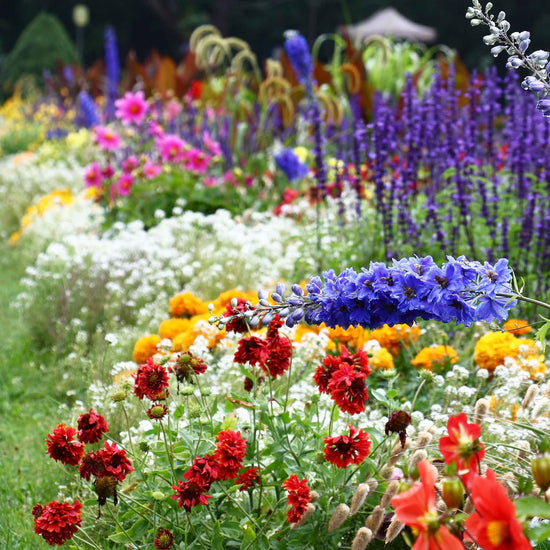 Sweet Alyssum Seeds - Tall White | Flower Seeds in Packets & Bulk ...