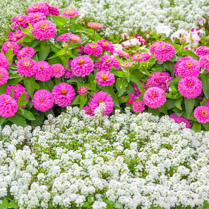 alyssum tiny tim