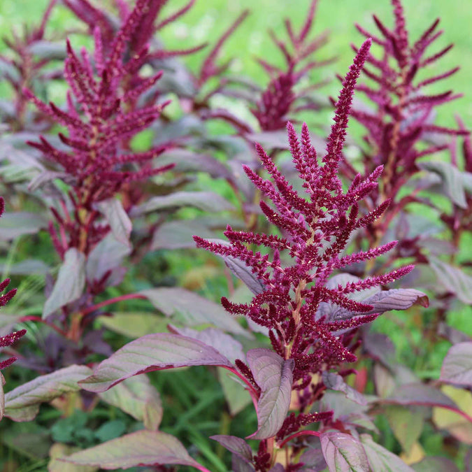 amaranth red garnet