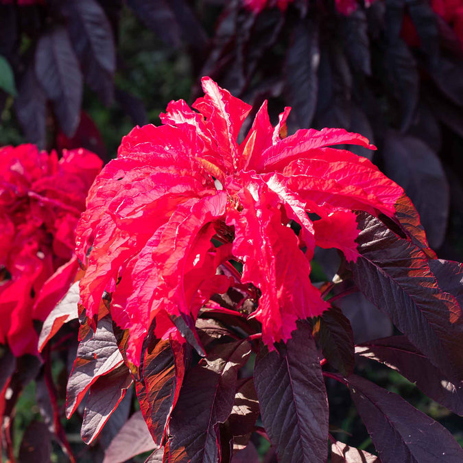 amaranth josephs coat early splendor